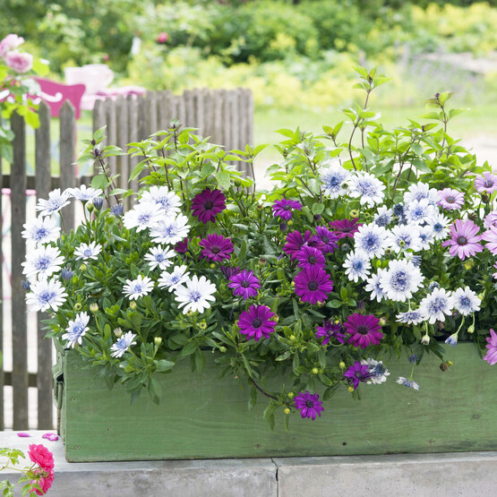 Blumenkasten mit Kampmargerite