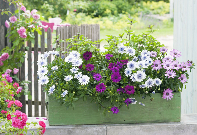 Blumenkasten mit Kampmargerite