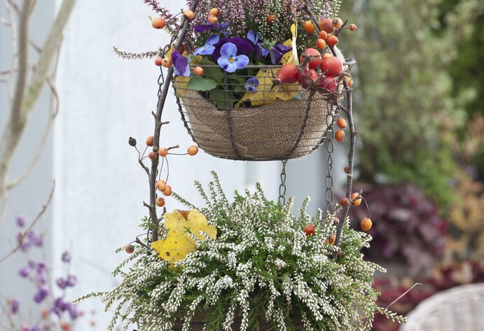 Blumenampel mit Besenheide