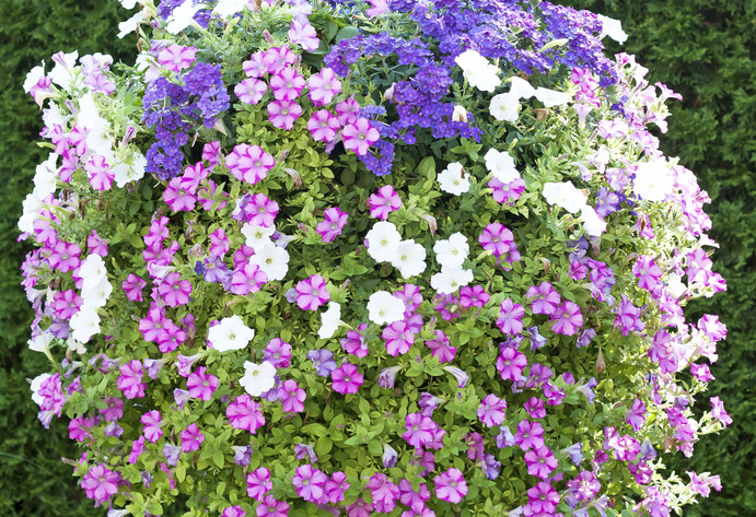 Blumenampel mit Zauberglöckchen