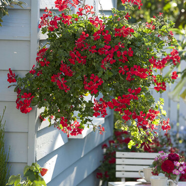 Blumenampel mit roter Hängegeranie