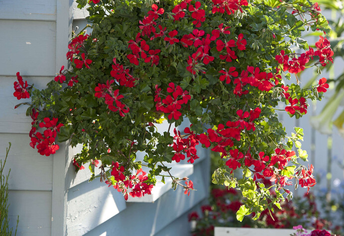 Blumenampel mit roter Hängegeranie