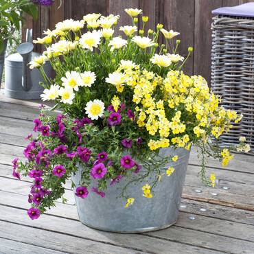 Zinkeimer mit Blumen