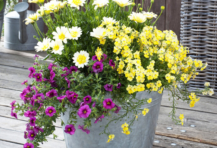 Zinkeimer mit Blumen