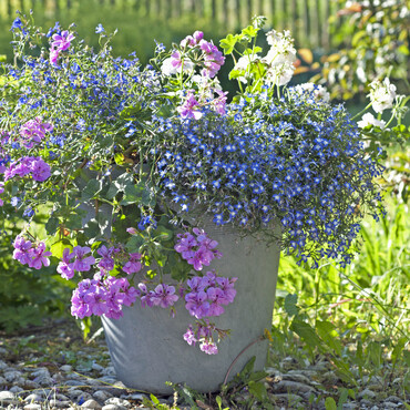 Blumentopf mit rosafarbener Hängegeranie