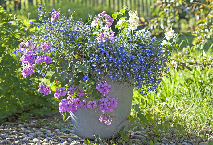 Blumentopf mit rosafarbener Hängegeranie