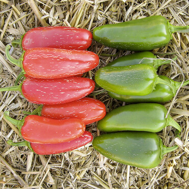 Rote und grüne Jalapenos