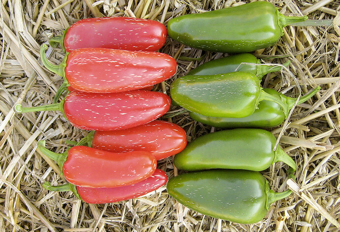 Rote und grüne Jalapenos