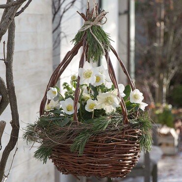 Korbampel mit Christrosen