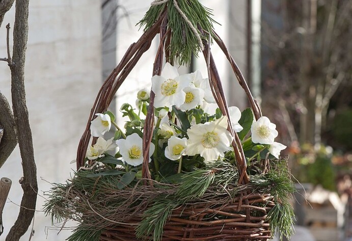 Korbampel mit Christrosen