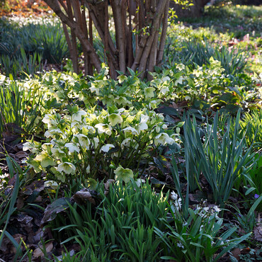 Christrosen im Garten