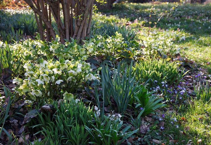 Christrosen im Garten