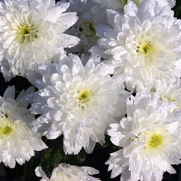 Weiße Chrysanthemen