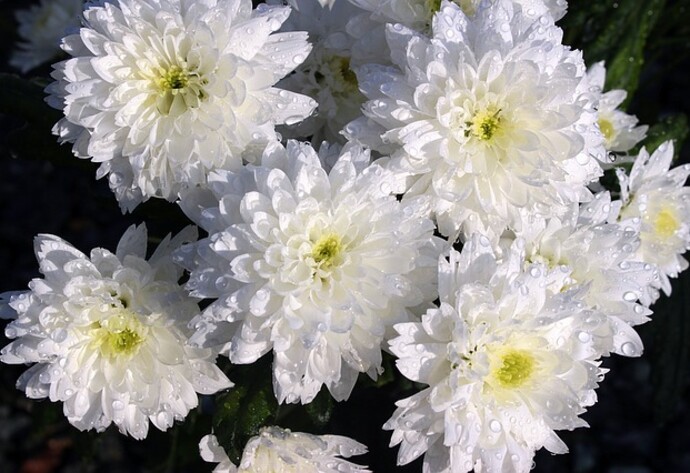 Weiße Chrysanthemen