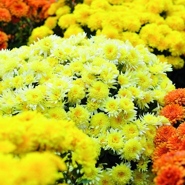 Gelbe und orangene Chrysanthemen
