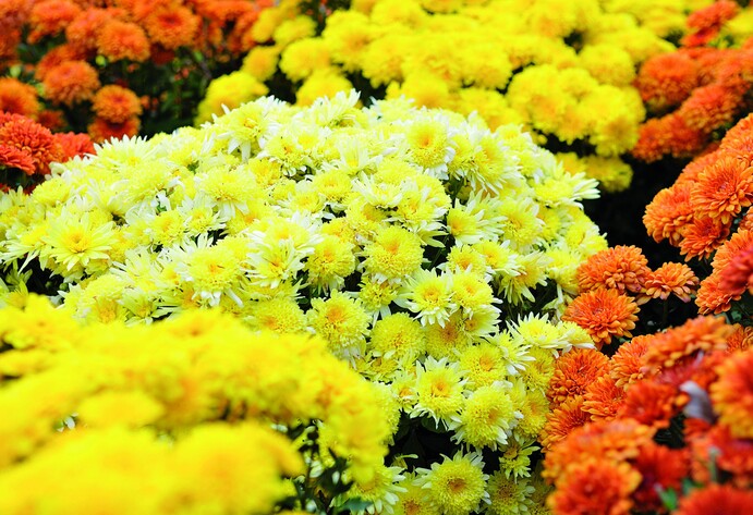 Gelbe und orangene Chrysanthemen