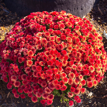 Roter Chrysanthemenbusch