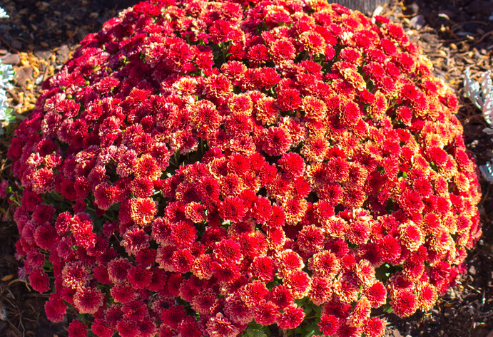 Roter Chrysanthemenbusch