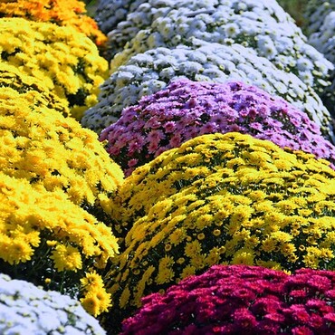 Buntes Chrysanthemenfeld