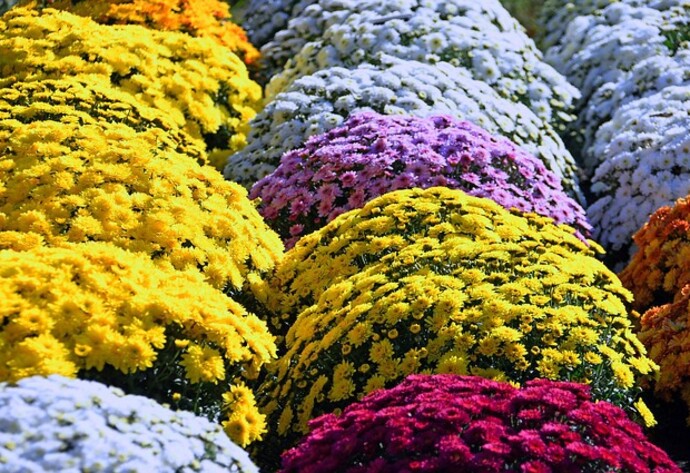 Buntes Chrysanthemenfeld