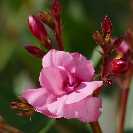Pinkfarbene Oleanderblüte