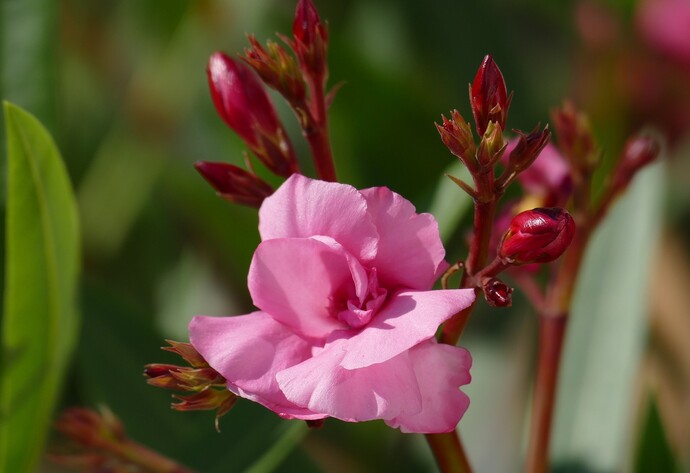 Pinkfarbene Oleanderblüte