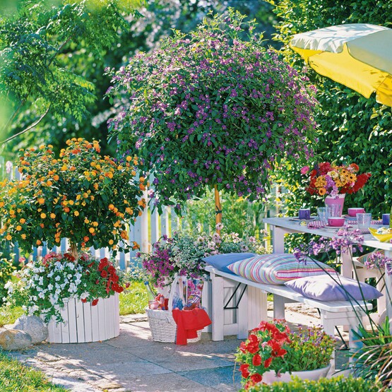 Mediterrane Kübelpflanzen auf der Terrasse