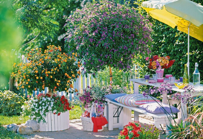 Mediterrane Kübelpflanzen auf der Terrasse