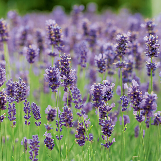 Lavendel