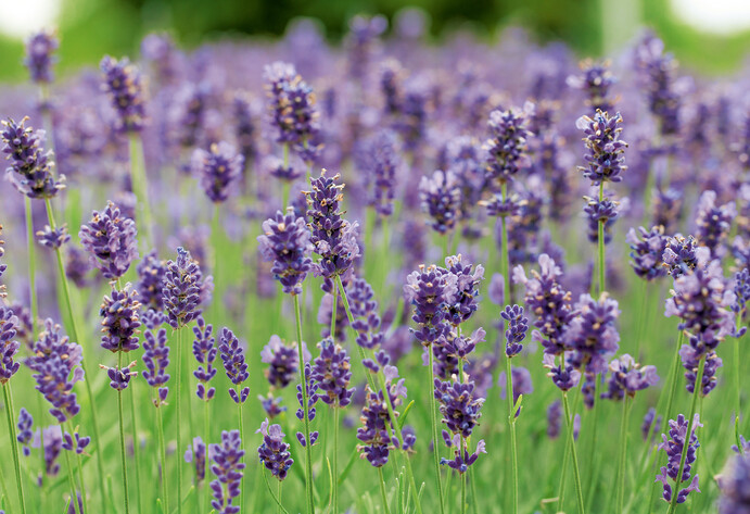 Lavendel