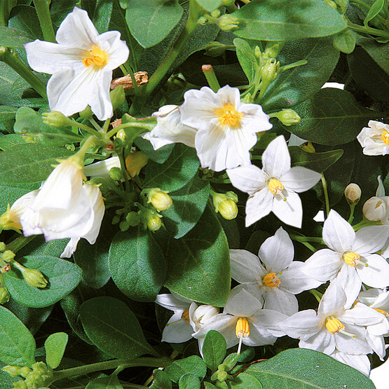Jasminblüten