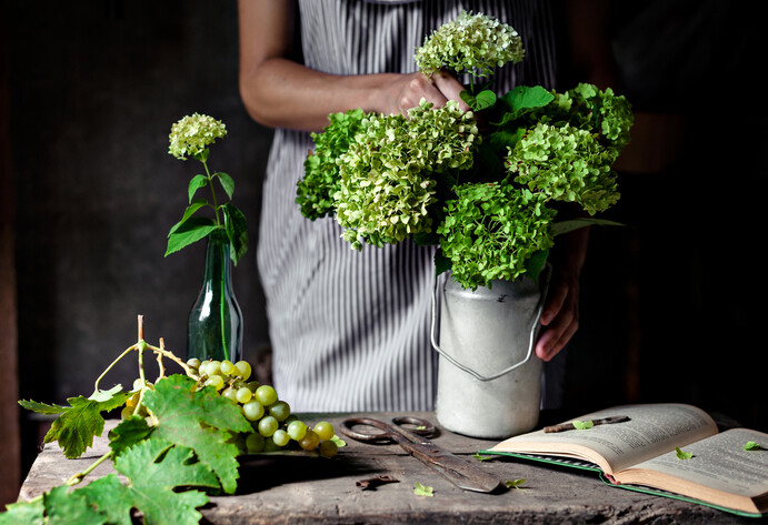 Eine Fra stellt Hortensien in eine Vase