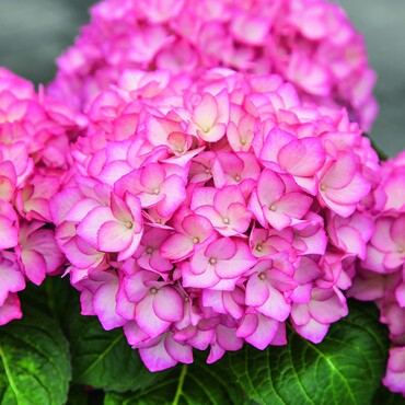 Hortensie mit pinken Blüten