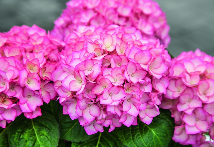Hortensie mit pinken Blüten