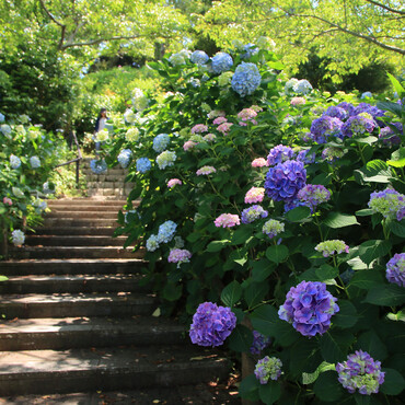 Bunten Hortensien säumen eine Treppe im Garten