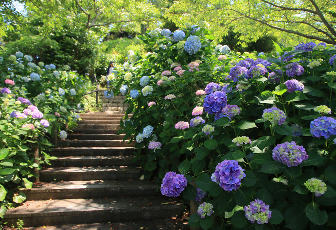 Bunten Hortensien säumen eine Treppe im Garten