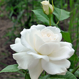 Rose ‘Annapurna’