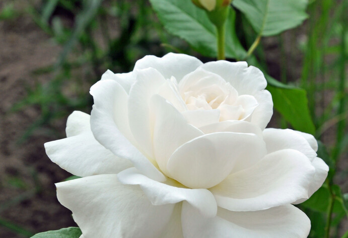 Rose ‘Annapurna’