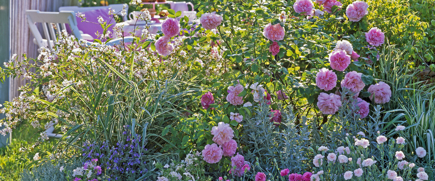 Garten mit Duftrosen