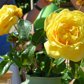 Rose ‘Diamonds forever’