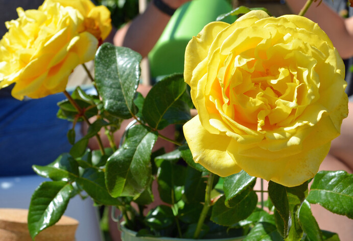 Rose ‘Diamonds forever’