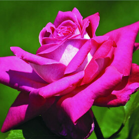 Rose ‘Acapella’