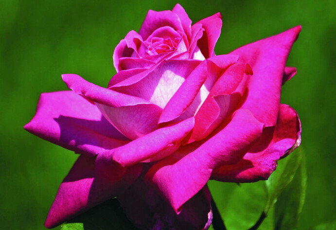 Rose ‘Acapella’