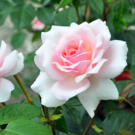 Rose ‘A Whiter Shade of Pale’