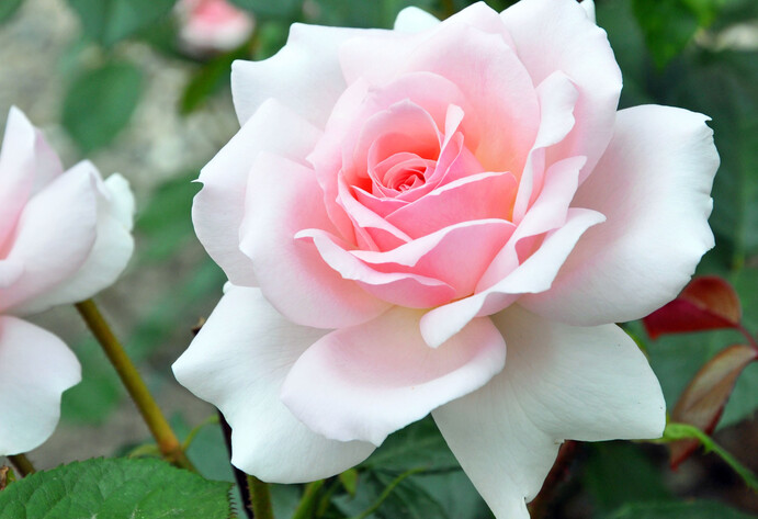 Rose ‘A Whiter Shade of Pale’