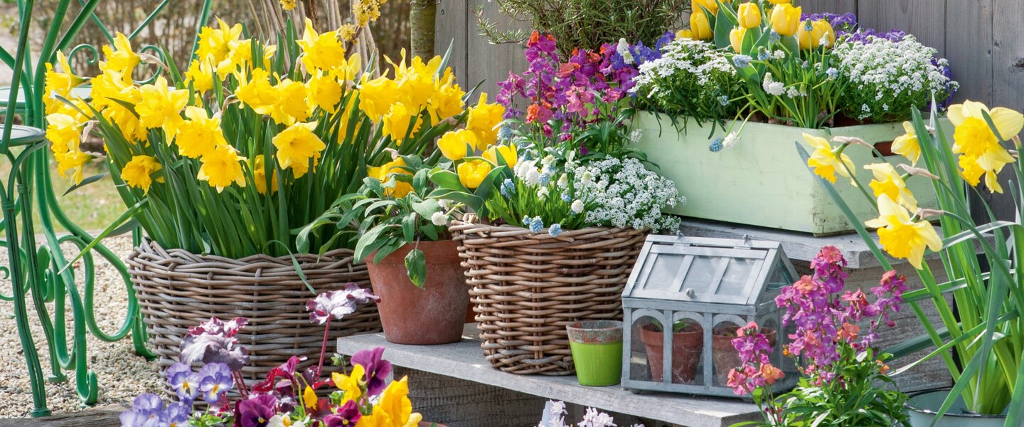 Fr&uuml;hlingsblumen im Topf