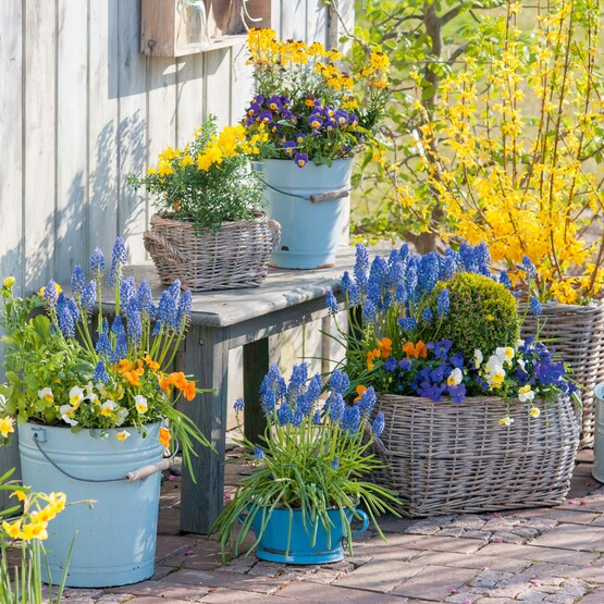 Frühlingsblumen in verschiedenen Töpfen