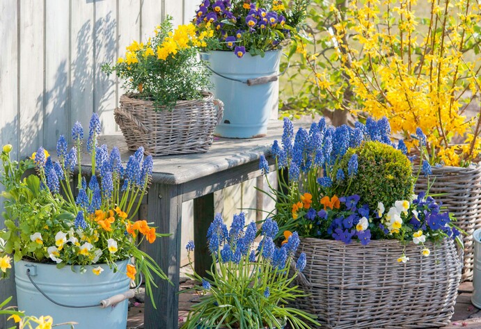 Frühlingsblumen in verschiedenen Töpfen