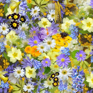 Verschiedene Frühlingsblumen