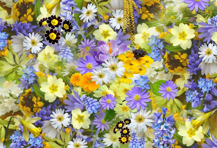 Verschiedene Frühlingsblumen